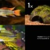 Bundle: 2x Zwergbuntbarsch, Apistogramma Cacad.. + Kokosnusshöhle Bepflanzt -AQUATLATI Geschaft Bundle Apistogramma Kokosnuss