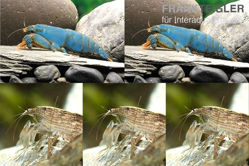 Bundle: Fächergarnelen-Set "Radarstation", 2 X Monsterfächergarnele M + 3 X Molukkenfächergarnelen 3 Bundle: Fächergarnelen-Set "Radarstation", 2 X Monsterfächergarnele M + 3 X Molukkenfächergarnelen