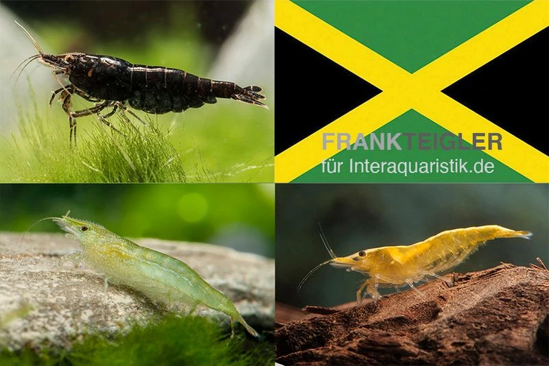 Bundle: Zwerggarnelen-Set "Jamaica", 5 X Chocolate + 5 X Grüne + 5 X Yellow Fire Garnelen 3 Bundle: Zwerggarnelen-Set "Jamaica", 5 X Chocolate + 5 X Grüne + 5 X Yellow Fire Garnelen