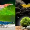 Bundle Bunte Truppe: 10 X Neocaridina Im Farbmix + Javamoos 1 Bundle Bunte Truppe: 10 X Neocaridina Im Farbmix + Javamoos -AQUATLATI Geschaft Bunte Truppe 10 x Neocaridina im Farbmix Mooskugel