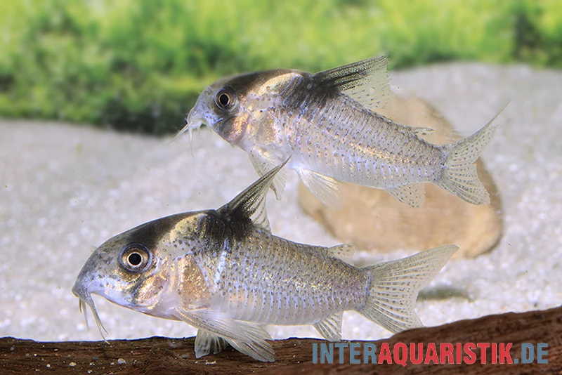 Burgessi-Panzerwels, Corydoras Cf. Burgessi CW 98 4 Burgessi-Panzerwels, Corydoras Cf. Burgessi CW 98 - Image 2