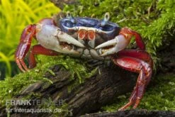 Harlekinkrabbe, Cardisoma Armatum 7 Harlekinkrabbe, Cardisoma Armatum -AQUATLATI Geschaft Cardisoma armatum 4