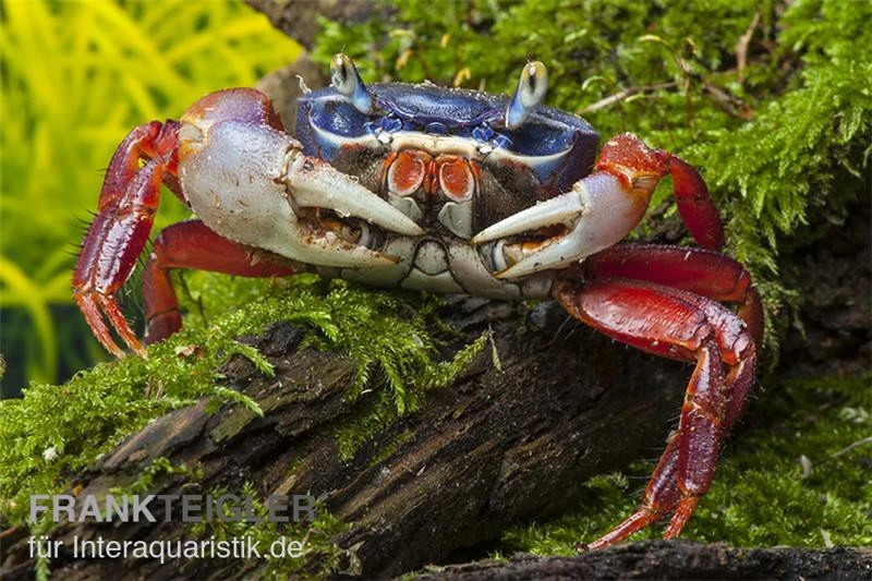 Harlekinkrabbe, Cardisoma Armatum 5 Harlekinkrabbe, Cardisoma Armatum - Image 3