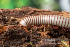 Caudulanus-Tausendfüßer, Spirobolus Caudulanus 9 Caudulanus-Tausendfüßer, Spirobolus Caudulanus -AQUATLATI Geschaft Caudulanus Tausendfuesser Spirobolus caudulanus 3