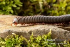 Caudulanus-Tausendfüßer, Spirobolus Caudulanus 10 Caudulanus-Tausendfüßer, Spirobolus Caudulanus -AQUATLATI Geschaft Caudulanus Tausendfuesser Spirobolus caudulanus 4