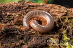 Caudulanus-Tausendfüßer, Spirobolus Caudulanus 11 Caudulanus-Tausendfüßer, Spirobolus Caudulanus -AQUATLATI Geschaft Caudulanus Tausendfuesser Spirobolus caudulanus 5