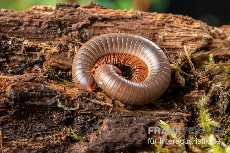 Caudulanus-Tausendfüßer, Spirobolus Caudulanus 7 Caudulanus-Tausendfüßer, Spirobolus Caudulanus – Bild 5
