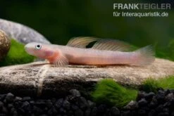 Cebu-Grundel, Sicyopus Cebuensis, 1 Paar -AQUATLATI Geschaft Cebu Grundel Sicyopus cebuensis 3