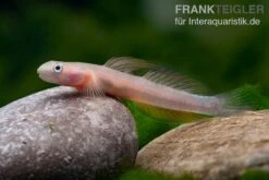 Cebu-Grundel, Sicyopus Cebuensis, 1 Paar -AQUATLATI Geschaft Cebu Grundel Sicyopus cebuensis 4