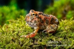 Butterfly Ornated-Pacman-Frog, Ceratophrys Ornata Butterfly Ornated -AQUATLATI Geschaft Ceratophrys cranwelli Butterfly Ornated 12