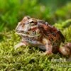 High Red Ornated-Pacman-Frog, Ceratophrys Cranwelli High Red Ornated 1 High Red Ornated-Pacman-Frog, Ceratophrys Cranwelli High Red Ornated -AQUATLATI Geschaft Ceratophrys cranwelli High Red Ornated 4
