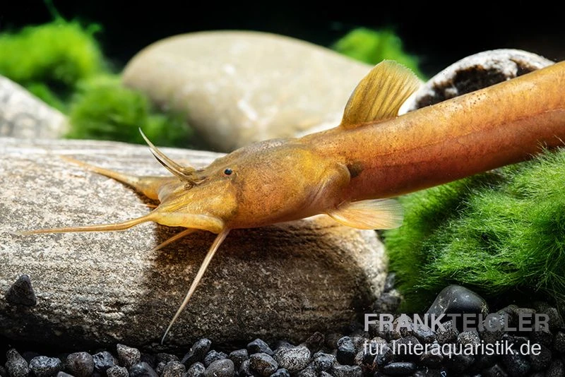 Cerinum-Wels, Amblyceps Cerinum 4 Cerinum-Wels, Amblyceps Cerinum - Image 2