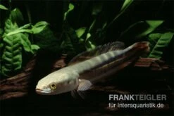 Goldlinienschlangenkopffisch, Channa Micropeltes -AQUATLATI Geschaft Channa micropeltes Goldlinienschlangenkopf 3