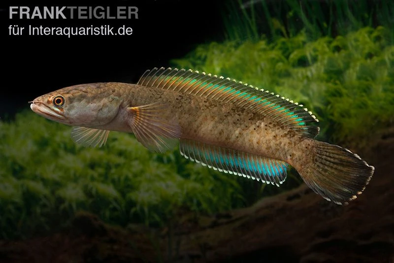 True Blue Schlangenkopf, Channa Sp. „True Blue Snakehead“ 8 True Blue Schlangenkopf, Channa Sp. „True Blue Snakehead“ - Image 6