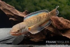 True Blue Schlangenkopf, Channa Sp. „True Blue Snakehead“ 15 True Blue Schlangenkopf, Channa Sp. „True Blue Snakehead“ -AQUATLATI Geschaft Channa spec 2 True Blue 24