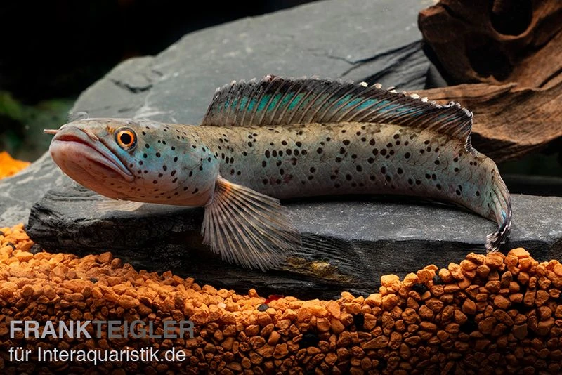True Blue Schlangenkopf, Channa Sp. „True Blue Snakehead“ 3 True Blue Schlangenkopf, Channa Sp. „True Blue Snakehead“