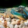 Cherax "Blue Lightning Striped", Cherax Misolicus