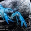 Blauer Yabby, Cherax Destructor "Blue Pearl" -AQUATLATI Geschaft Cherax destructor Blue Pearl 3
