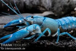 Blauer Yabby, Cherax Destructor "Blue Pearl" -AQUATLATI Geschaft Cherax destructor Blue Pearl 8