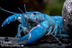 Blauer Yabby, Cherax Destructor "Blue Pearl" -AQUATLATI Geschaft Cherax destructor Blue Pearl 9