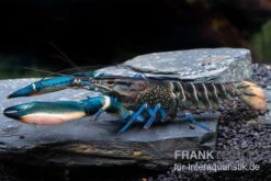 Cherax Sp. 'Blue Moon' Snake Skin -AQUATLATI Geschaft Cherax spec BLUE MOON SNAKE SKIN m
