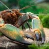 Cherax Sp. "Red Chilli Blue Claw' -AQUATLATI Geschaft Cherax spec RED CHILLI BLUE CLAW 7
