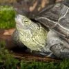Chinesische Dreikielschildkröte, Mauremys Reevesii -AQUATLATI Geschaft Chinesische Dreikielschildkroete Mauremys reevesii1