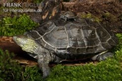 Chinesische Dreikielschildkröte, Mauremys Reevesii -AQUATLATI Geschaft Chinesische Dreikielschildkroete Mauremys reevesii2