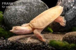 Chinesische Weichschildkröte Albino, Pelodiscus Sinensis -AQUATLATI Geschaft Chinesische Weichschildkroete albino Pelodiscus sinensis 3 jpg