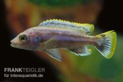 Chipoka Maulbrüter, Melanochromis Chipokae, DNZ 5 Chipoka Maulbrüter, Melanochromis Chipokae, DNZ -AQUATLATI Geschaft Chipoka Maulbrueter Melanochromis chipokae 2