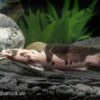 Froschwels Marmor, Clarias Batrachus -AQUATLATI Geschaft Clarias batrachus Marmor 11