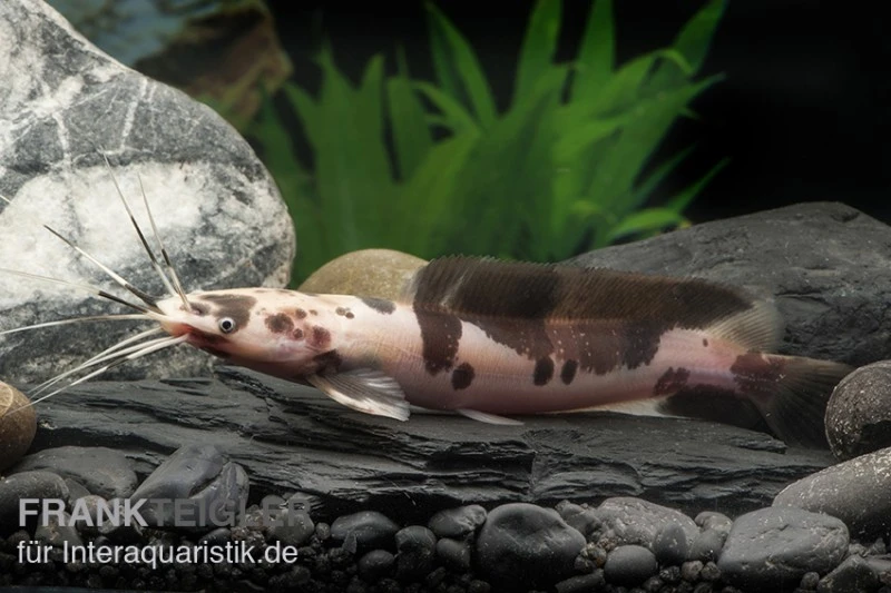 Froschwels Marmor, Clarias Batrachus 3 Froschwels Marmor, Clarias Batrachus