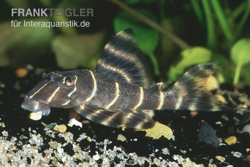 Clown-Pleco (L 104), Panaqolus Maccus (L 104) 3 Clown-Pleco (L 104), Panaqolus Maccus (L 104)