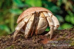 5 Kleine Landeinsiedlerkrebse, Coenobita Spec. -AQUATLATI Geschaft Coenobita White Tiger