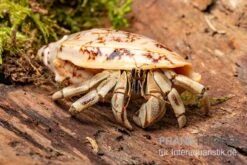 5 Kleine Landeinsiedlerkrebse, Coenobita Spec. -AQUATLATI Geschaft Coenobita White Tiger 8