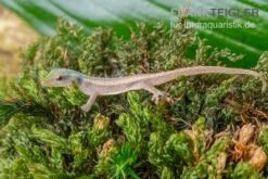 Conrau`s Zwerggecko, Lygodactylus Conraui -AQUATLATI Geschaft Conraus Zwerggecko Lygodactylus conraui 3
