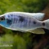 Copadichromis Chrysonotus F2, DNZ