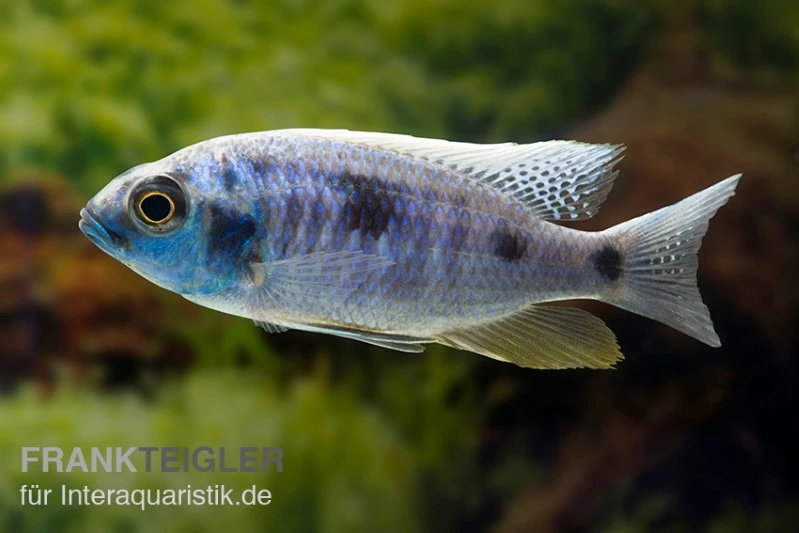 Copadichromis Chrysonotus F2, DNZ 3 Copadichromis Chrysonotus F2, DNZ