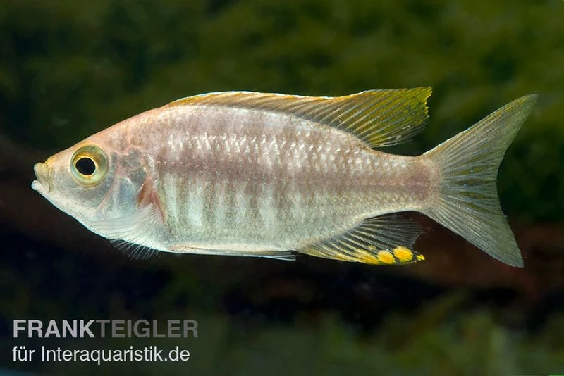 Copadichromis Virginalis Yellow Crest, DNZ 3 Copadichromis Virginalis Yellow Crest, DNZ