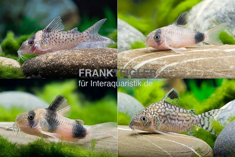 10x Panzerwels Im Mix, Corydoras Sp. 3 10x Panzerwels Im Mix, Corydoras Sp.