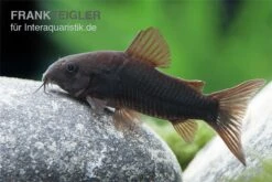 Schwarzer Metallpanzerwels, Corydoras Aeneus BLACK VENEZUELA, DNZ! -AQUATLATI Geschaft Corydoras aeneus BLACK VENEZUELA 6