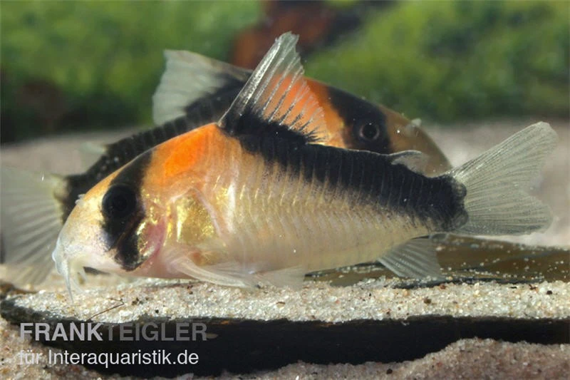 Kupferfleck-Panzerwels, Corydoras Duplicareus 3 Kupferfleck-Panzerwels, Corydoras Duplicareus