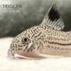 Dreibinden-Panzerwels, Corydoras Trilineatus