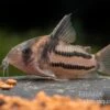 Corydoras Aff. Bifasciatus CW 127 "Super Parallelus" 2 Corydoras Aff. Bifasciatus CW 127 "Super Parallelus" -AQUATLATI Geschaft Corydorus aff bifasciatus CW 127 Super Parallelus