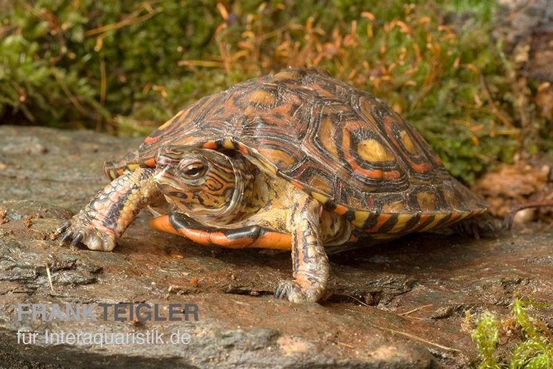 Costa-Rica-Pracht-Erdschildkröte, Rhinoclemmys Pulcherrima Manni 4 Costa-Rica-Pracht-Erdschildkröte, Rhinoclemmys Pulcherrima Manni – Bild 2