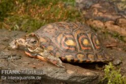 Costa-Rica-Pracht-Erdschildkröte, Rhinoclemmys Pulcherrima Manni 7 Costa-Rica-Pracht-Erdschildkröte, Rhinoclemmys Pulcherrima Manni -AQUATLATI Geschaft Costa Rica Pracht Erdschildkroet Rhinoclemmys pulcherrima manni 3