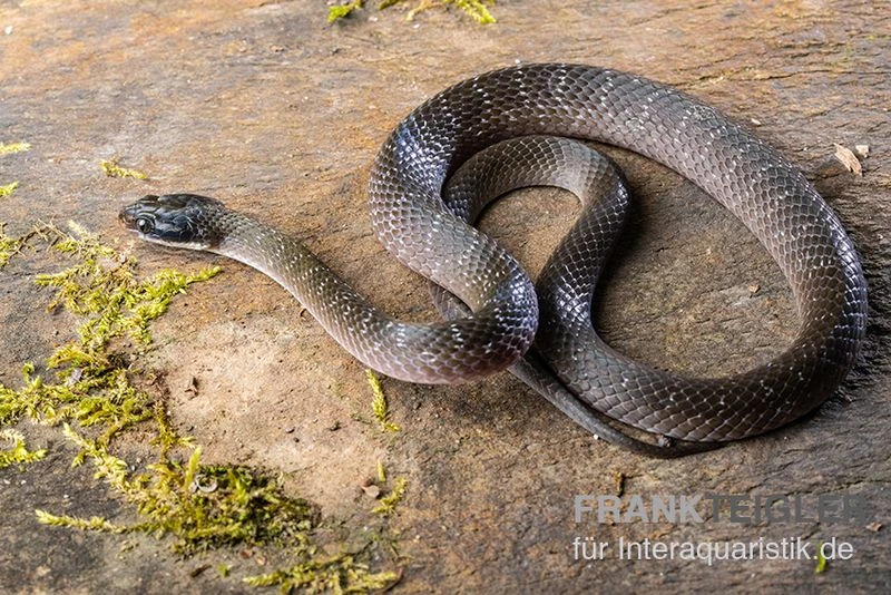 Herald-Schlange, Crotaphopeltis Hotamboeia 3 Herald-Schlange, Crotaphopeltis Hotamboeia