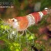 Bundle: 10x Crystal Red Garnele, Caridina Logemanni + Moos -AQUATLATI Geschaft Crystal Red Garnele caridina logemanni