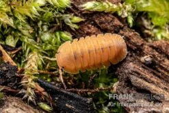 Mandarin-Assel, Cubaris Sp. “RubberduckyMandarin” 7 Mandarin-Assel, Cubaris Sp. “RubberduckyMandarin” -AQUATLATI Geschaft Cubaris sp Rubberducky Mandarin Assel