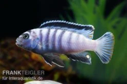 Sechsstreifen-Tilapia, Cynotilapia Afra "Jalo Reef", DNZ 9 Sechsstreifen-Tilapia, Cynotilapia Afra "Jalo Reef", DNZ -AQUATLATI Geschaft Cynotilapia afra 2